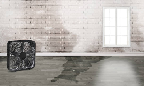 Best Water damage contractors near me  in Archie, MO