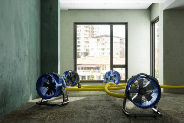 Best Basement water damage restoration  in Archie, MO
